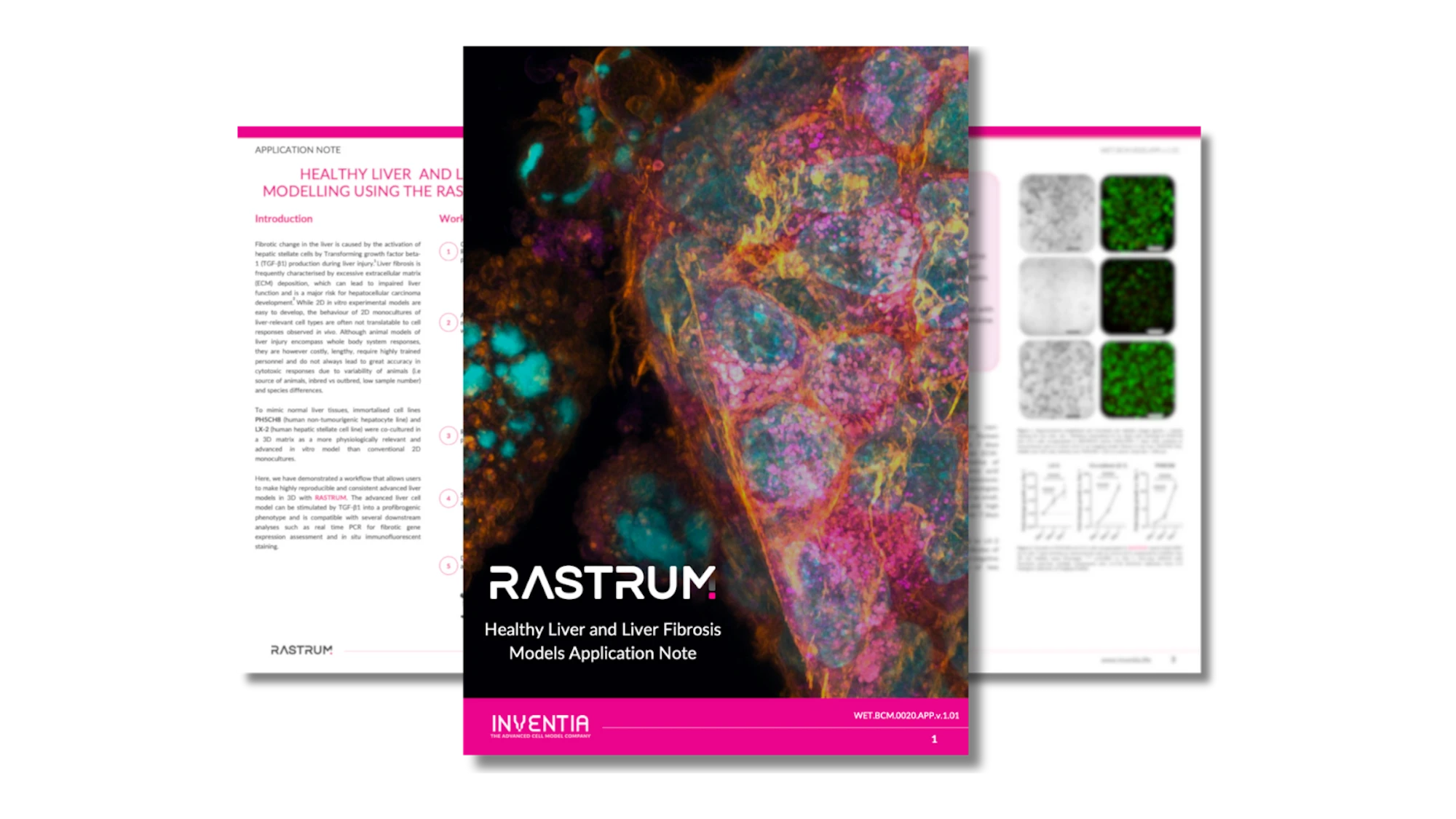 Healthy liver and liver fibrosis modelling using RASTRUM™ Platform
