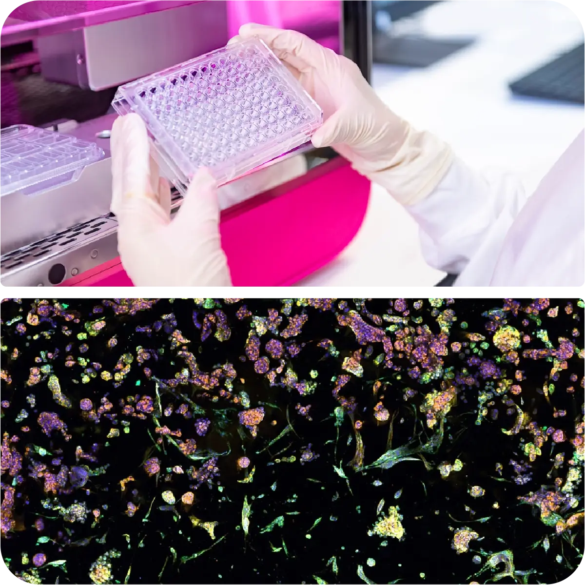 Scientist handling a multi-well plate near the RASTRUM™ Allegro platform, showcasing high-throughput 3D cell culture. Below, fluorescent microscopy highlights complex tissue structures, demonstrating RASTRUM Allegro’s precision, scalability, and efficiency in drug discovery and disease modeling.