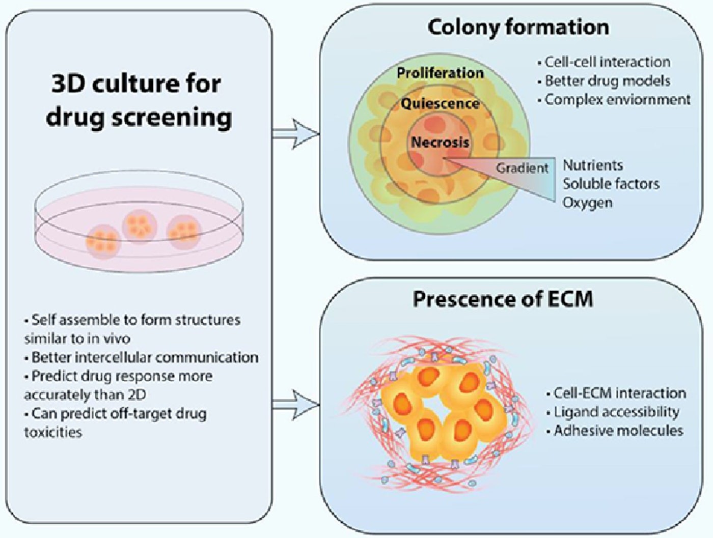 Overview of 3D cell culture for drug screening
