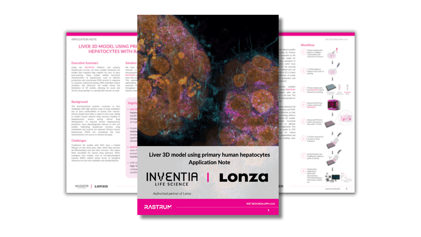 Liver 3D model using primary human hepatocytes