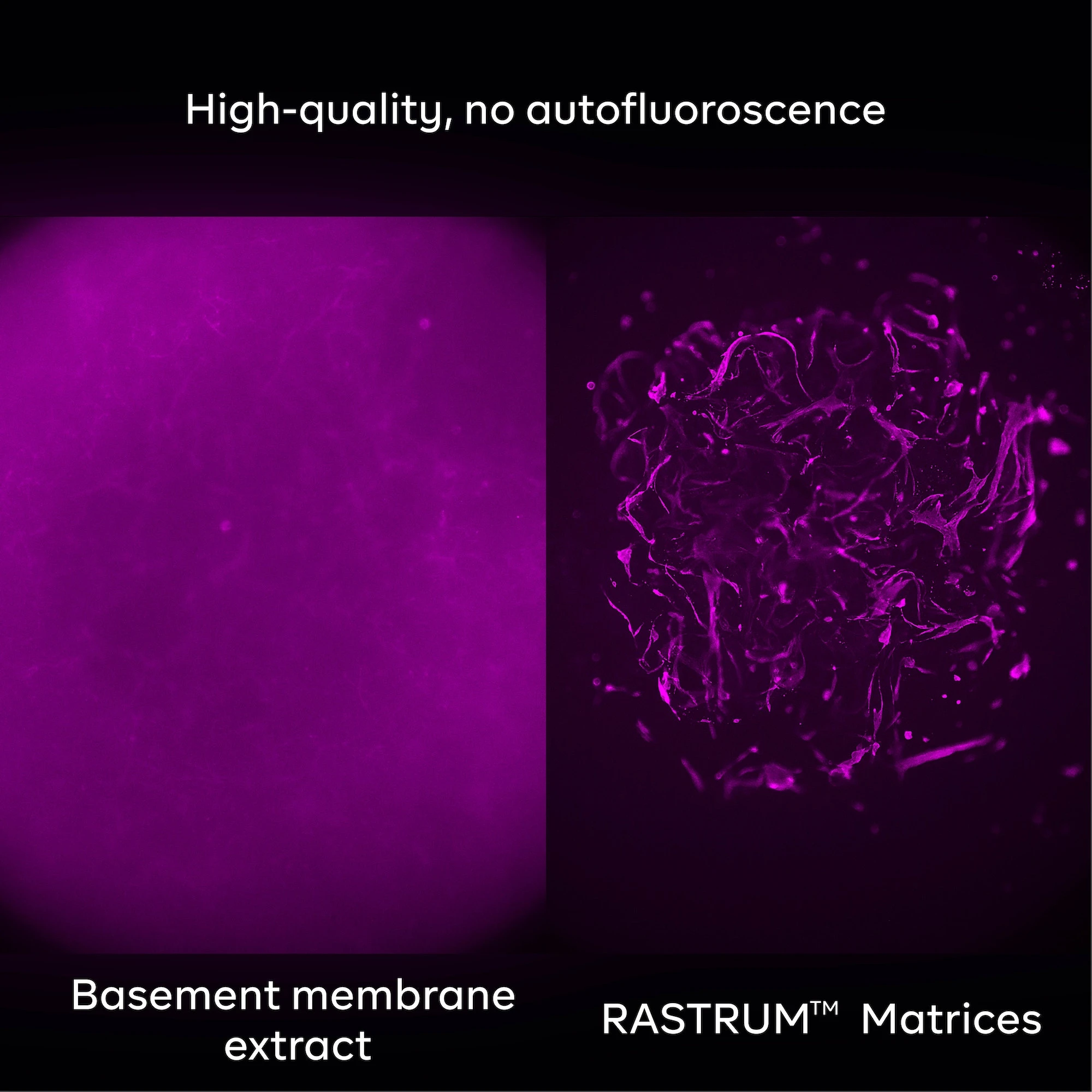 Integrate RASTRUM™ 3D cell models with existing assays and protocols