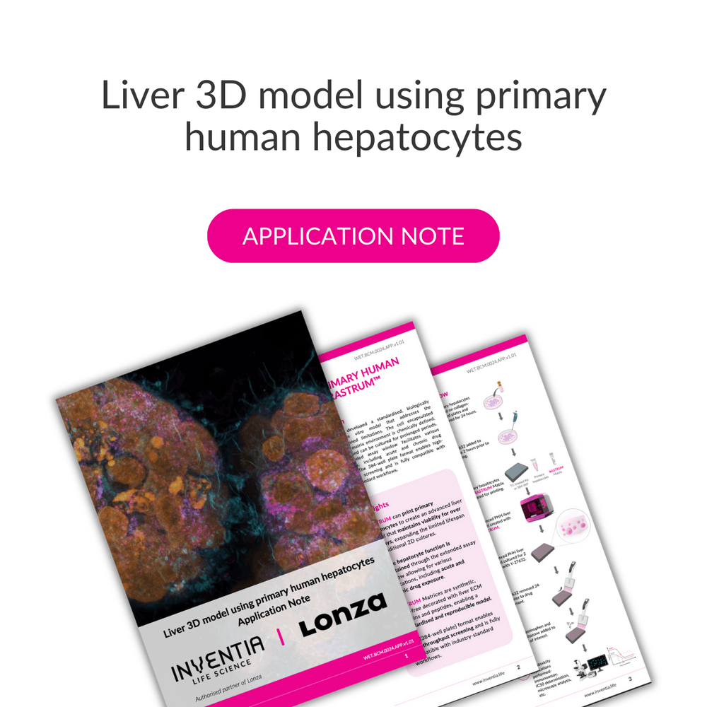 Liver 3D model using primary human hepatocytes
