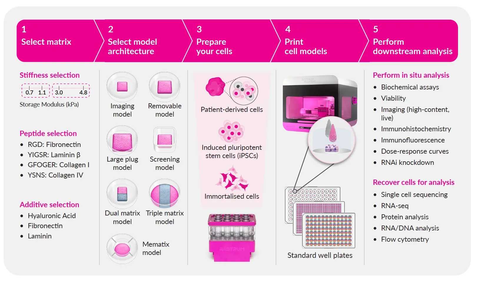 Step-by-step process for generating 3D cell models with RASTRUM Allegro: select matrix, choose architecture, prepare cells, print models, and perform downstream analysis for high-throughput drug discovery and biomedical research.