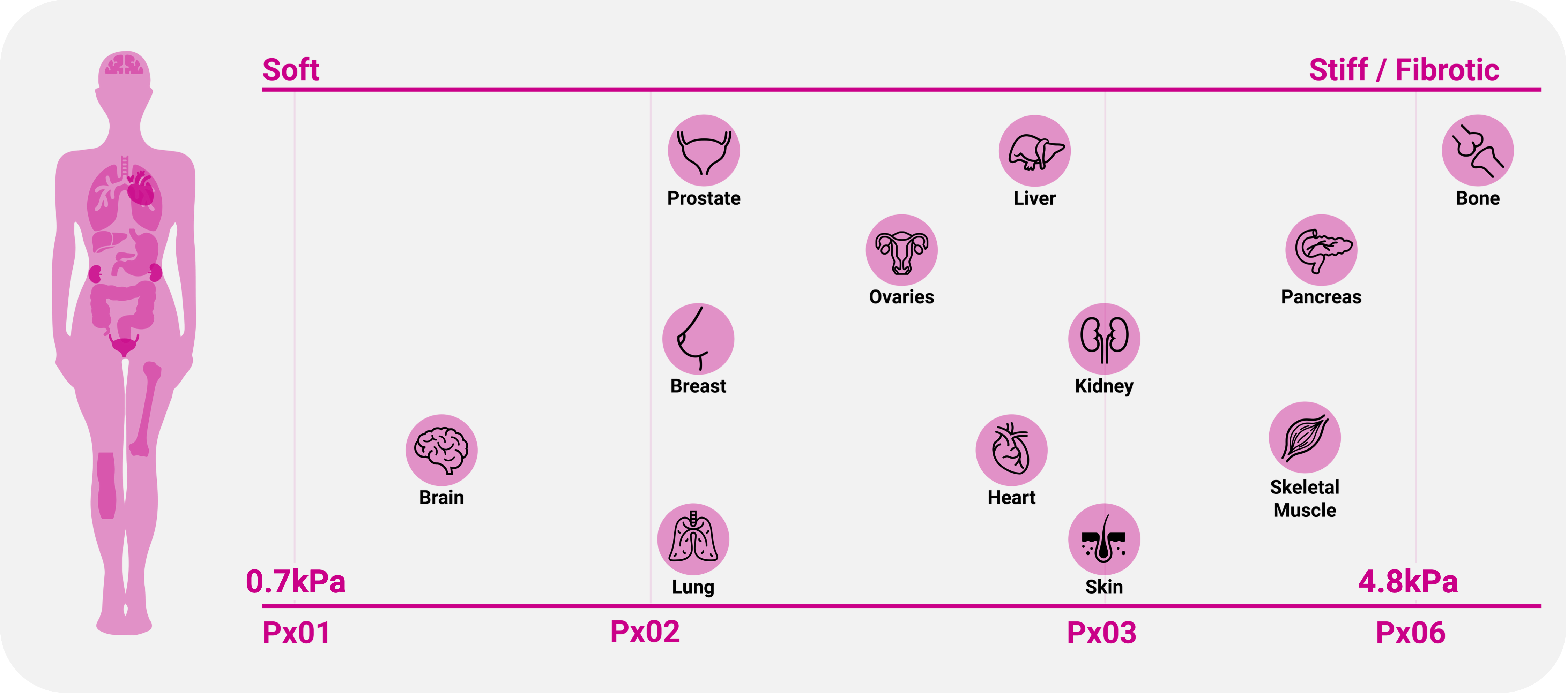 RASTRUM-Tissue-Matrix-Stiffness