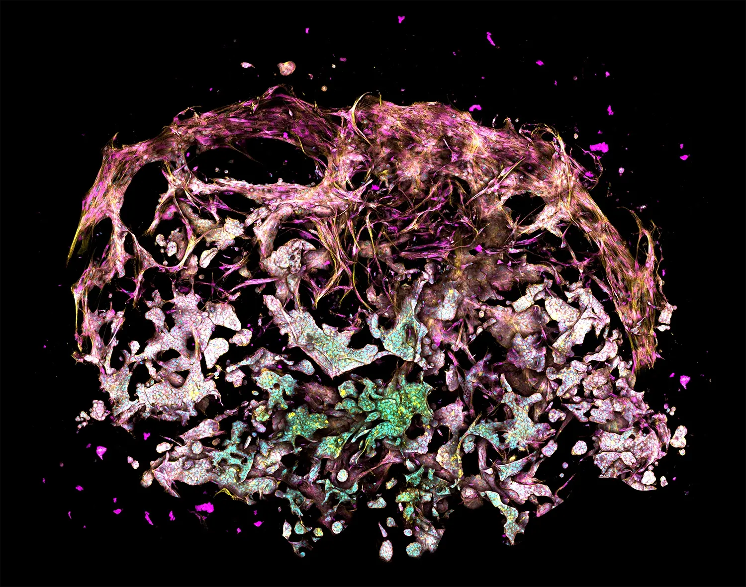 Fluorescent microscopy image of a 3D cell model grown using RASTRUM™ technology, showcasing complex tissue architecture and cellular interactions. The image highlights the tunable microenvironments designed for specific cell types and applications in drug discovery and disease research.