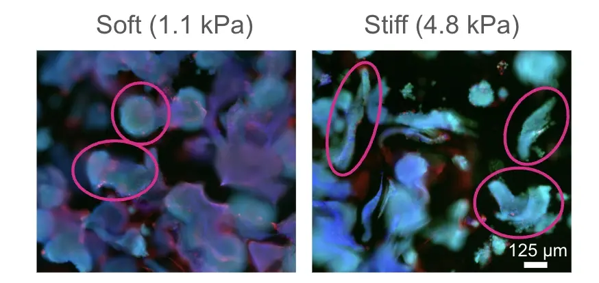 RASTRUM_Ovarian_A2780_Stiffness