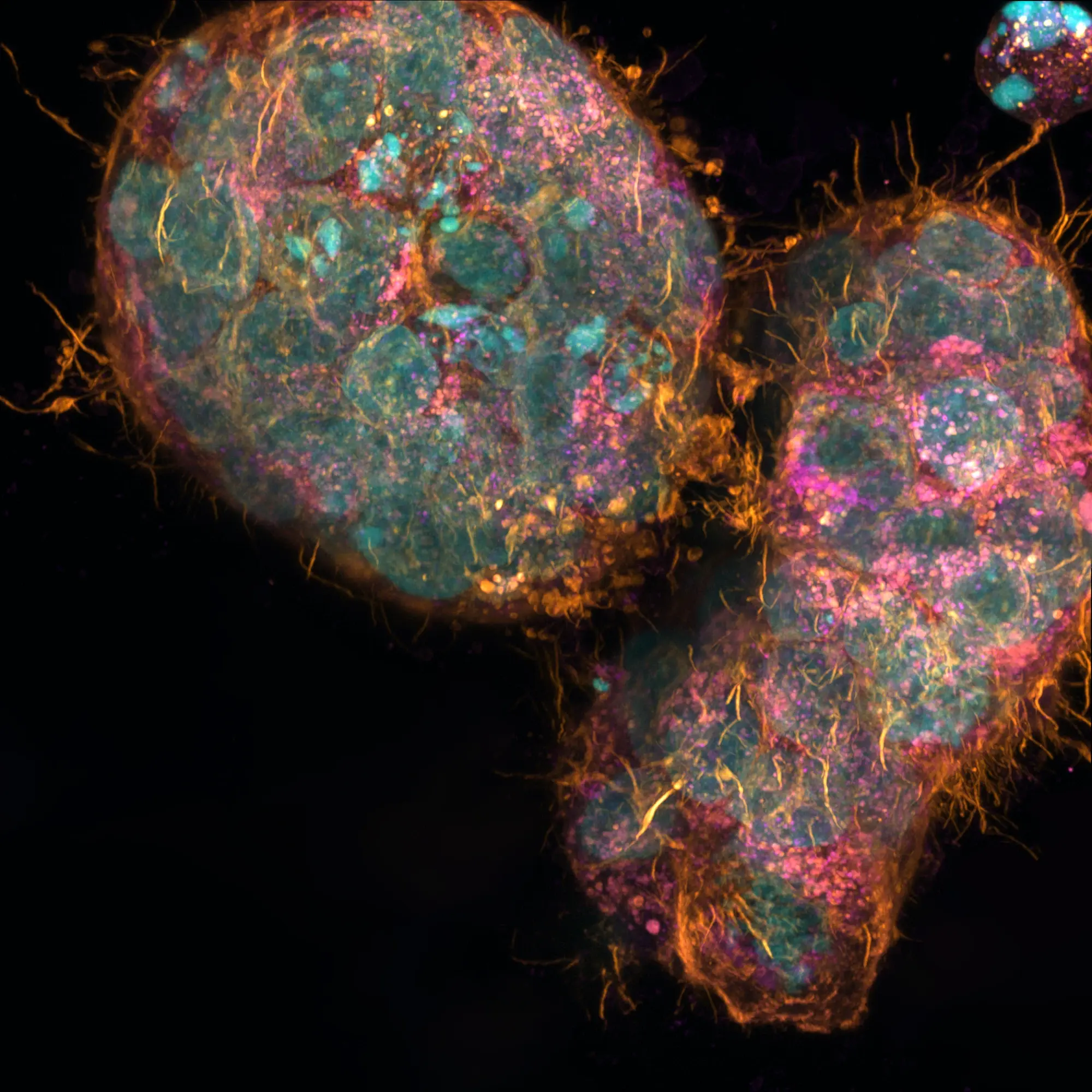 cells Airyscan Processing