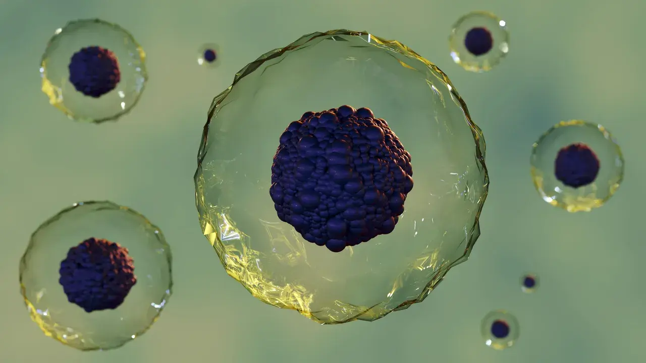 from-policy-to-practice-how-human-based-in-vitro-models-are-reshaping-discovery-404313-1280x720